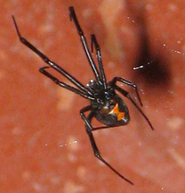 Female black widow