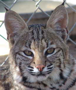 Bobcat kitten