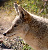 Coyote