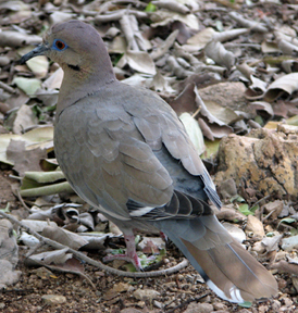 Photograph of mourning dove