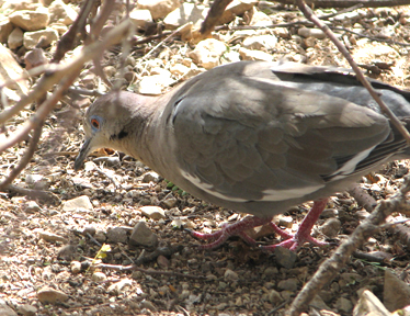 Photograph of a mourning dove scratching on the ground
