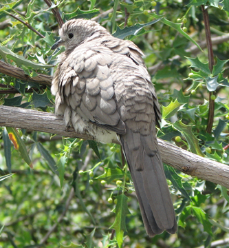 Photograph of mourning dove in tree