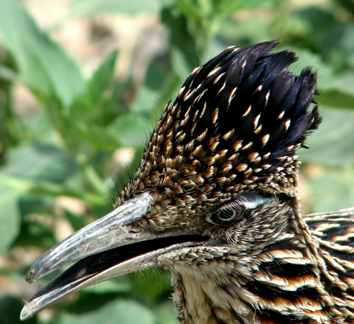 Roadrunner head